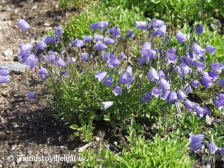 Campanula cochleariifolia